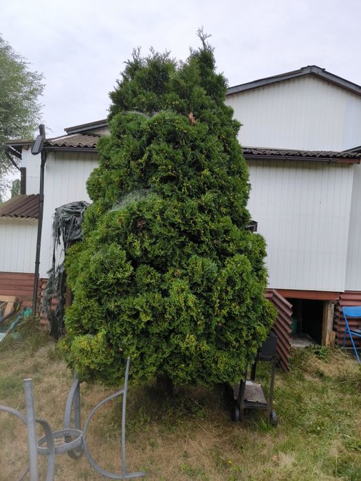 Soliter, drzewo, thuja