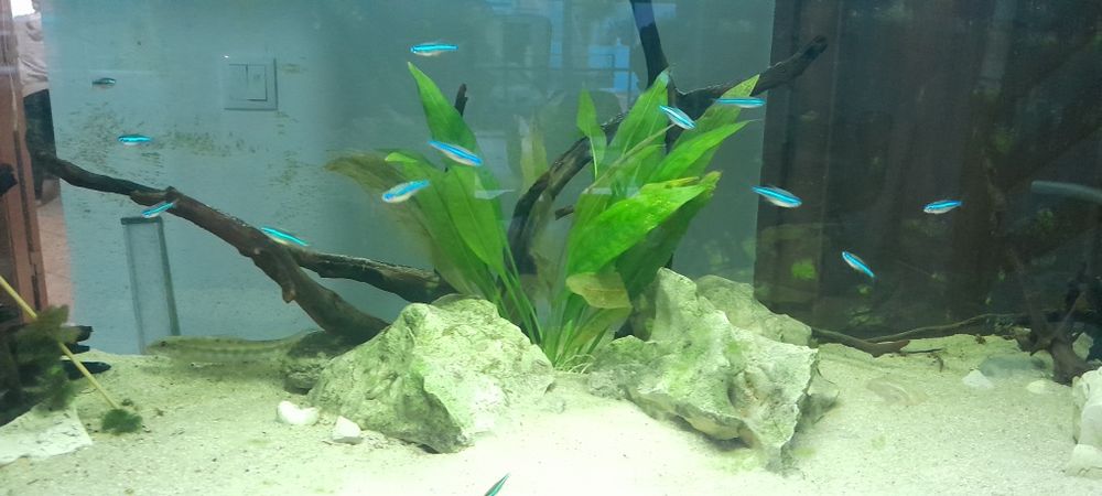 Peixes e plantas