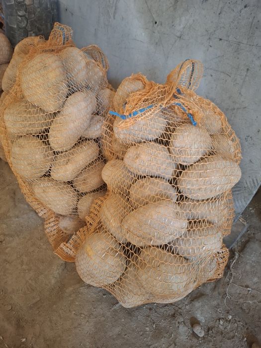 Duże ziemniaki VINETA