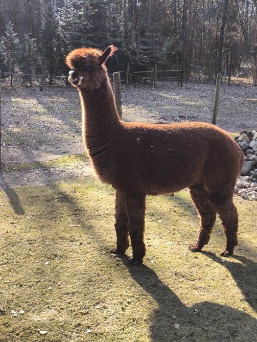 Alpaka huacaya reproduktor