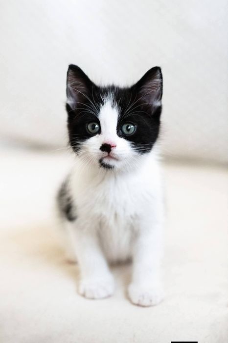 Kocięta kociaki do adopcji szukają domu