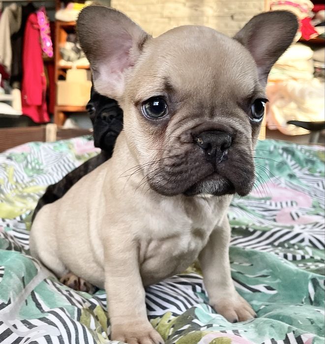 Buldog Francuski cudny AZAN