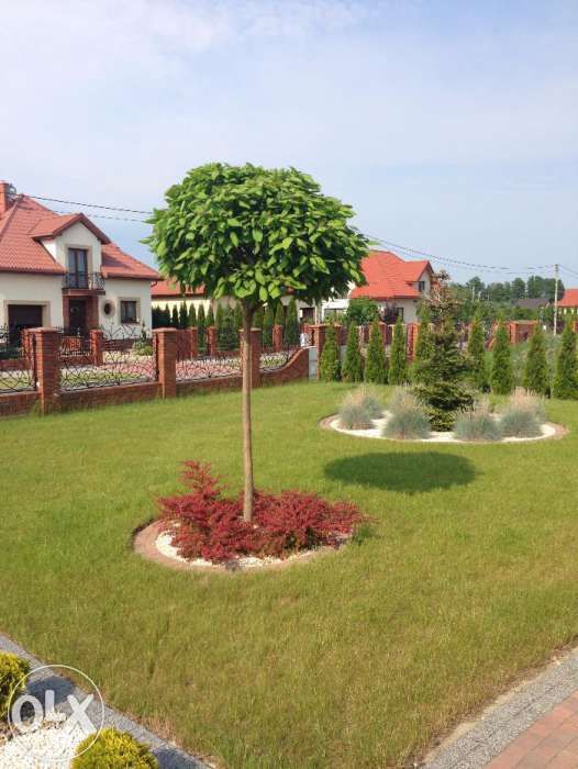 CATALPA NANA Surmia kulista 200-240 cm Szkólka Krzewów