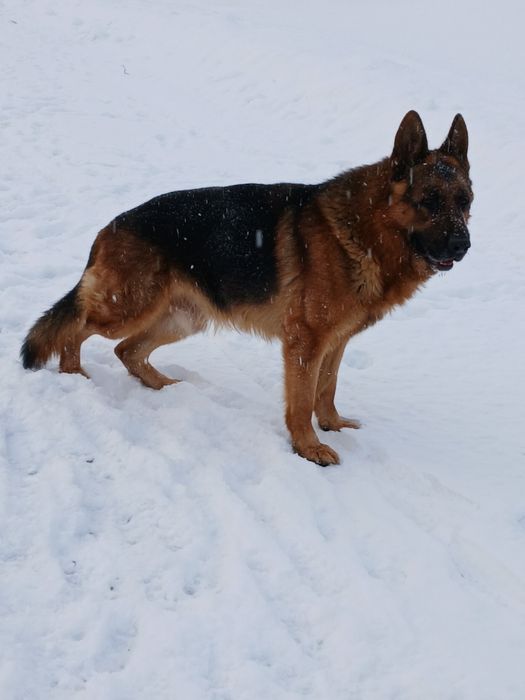 Німецька вівчарка КСУ  вязка