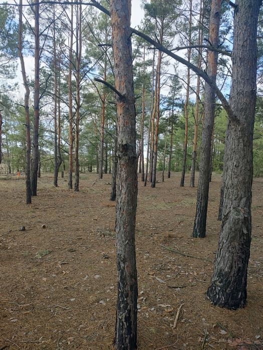 Продам 3,5 ГА в Рожнах, забудова, ліс.