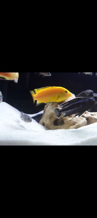 Crias Caeruleus Ciclideo