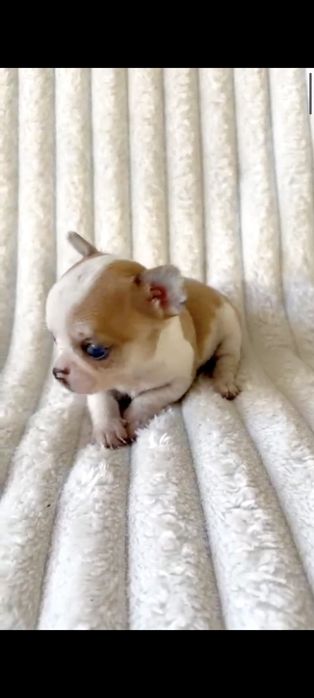 Chocolate Menino  Super Mini.Branco e laranja. Perfeito!