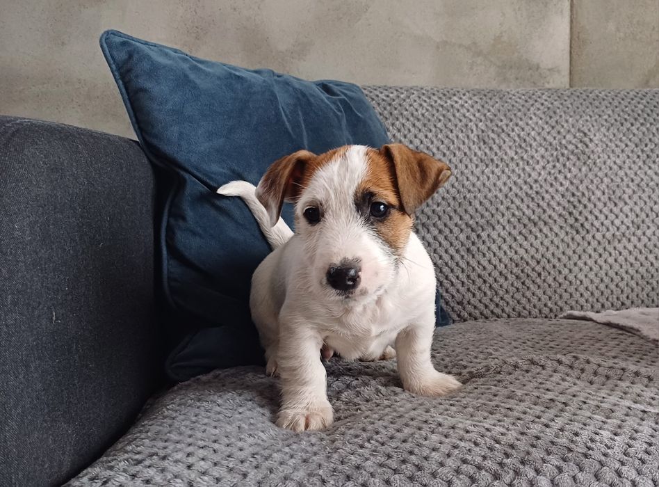 Jack russell terrier