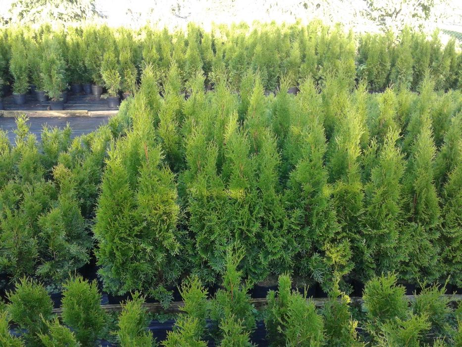 Tuja Szmaragd żywopłot 120-130cm