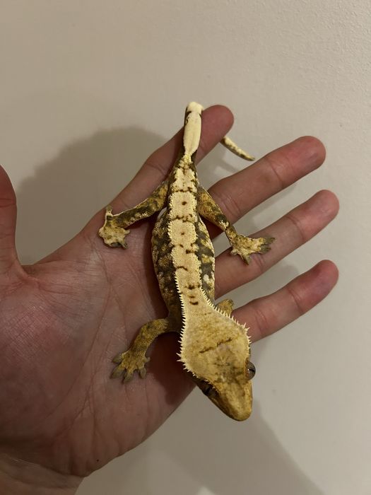 Gekon orzesiony samica