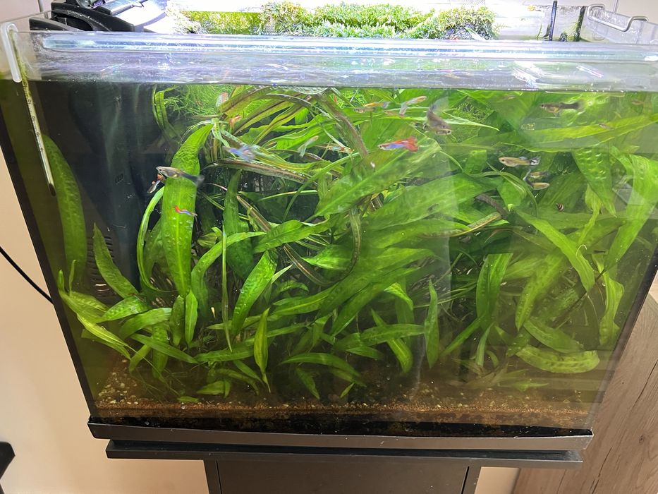 Акваріумні рослини та рибки, креветки, хелени