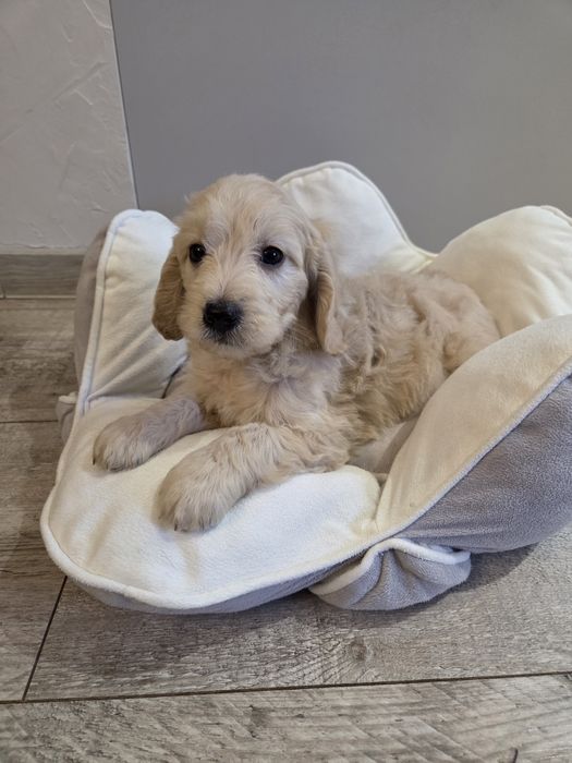 Goldendoodle mini szczeniak piesek