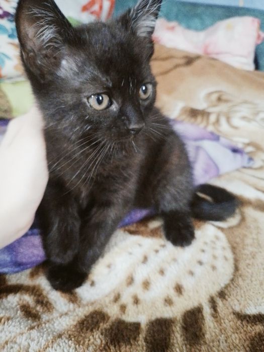 Отдам котят в добрые руки