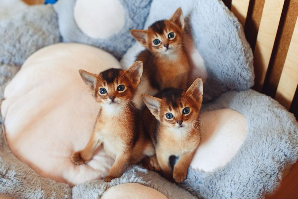 Абіссинські кошенята