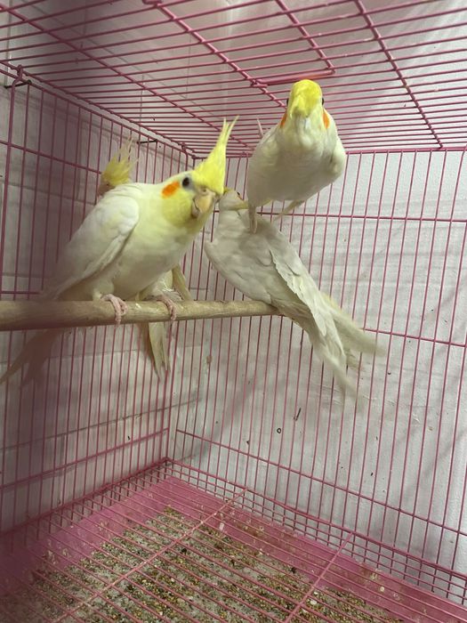 Caturras ( Loja Profissional )