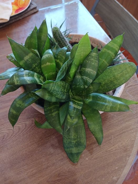 Сансевиерия Ханни