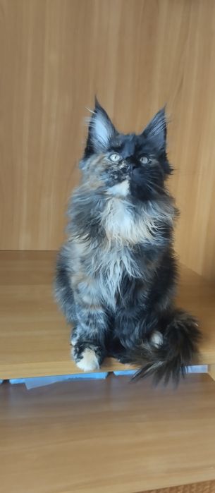 Мейн Кун девочка, окрас черепаховый. Возраст 3 месяца