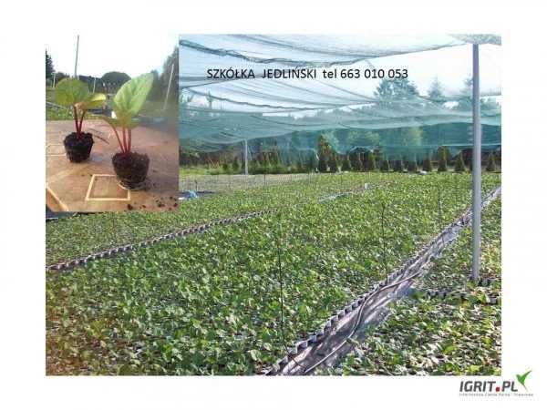 Sprzedam ,sadzonki, karpy nasiona rabarbaru.