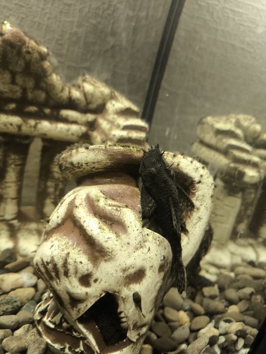 Сомик анциструс звичайний