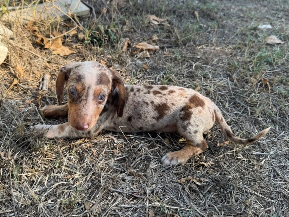 Teckel Miniatura  Piebald/Arlequim Isabela