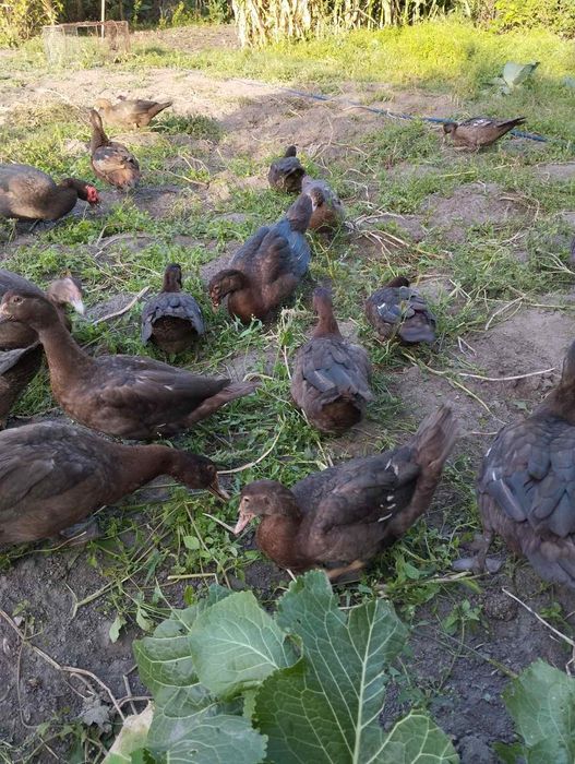 Індокачки(шипуни,индоутки)Німецької селекції важка лінія