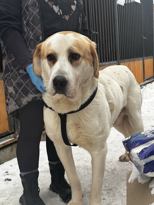 Kalis w typie owczarka srodkowoazjatyckiego