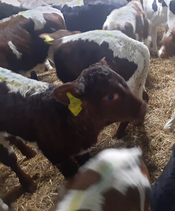 Byczki miesne Cełujki