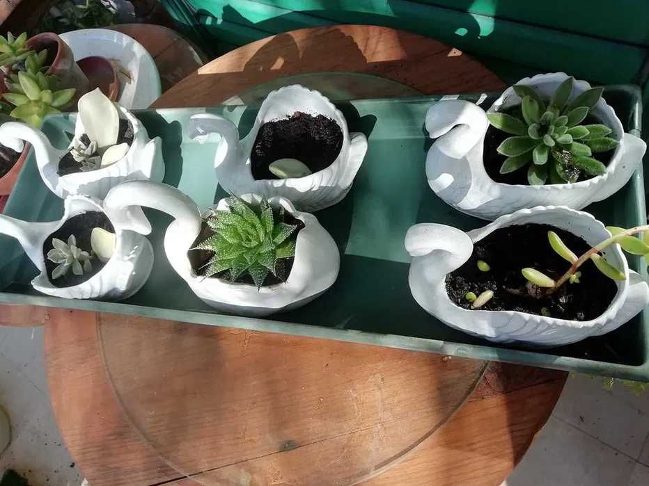 Catos suculentas em cisnes