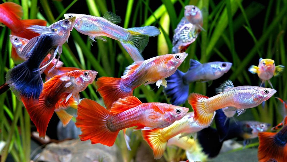 Аквариумные рыбки