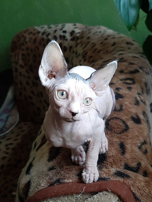 Хлопчик та дівчинка