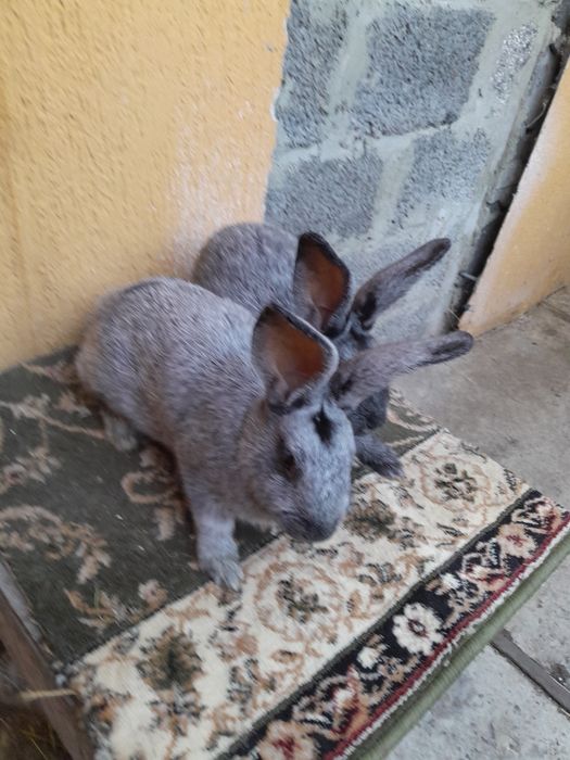 Продаю кролики велике європейське срібло вік 3 місяці вага 3 кг є самц