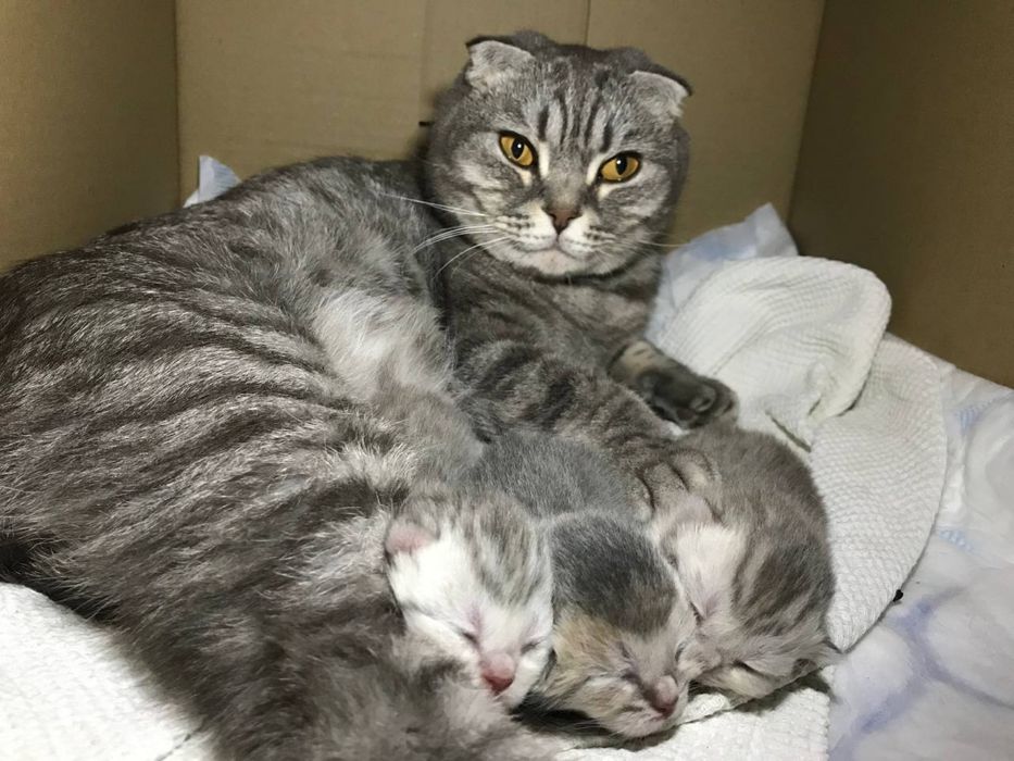 Котята шотландские скоттиш фолд мальчик и девочка