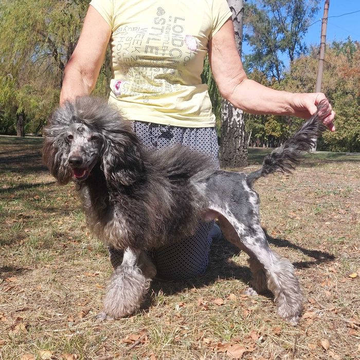 Мармурові Хлопчики Пудель МЕРЛЄ