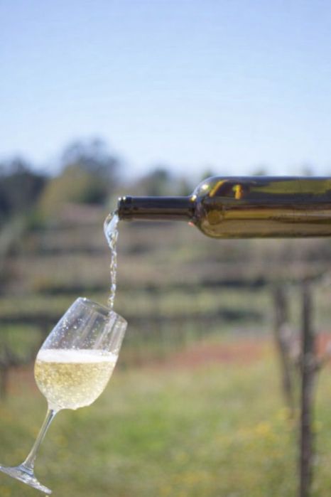 Vinho Verde branco/ tinto caseiro