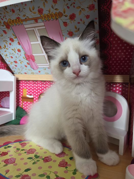 Kocięta Ragdoll szukają swoich domków