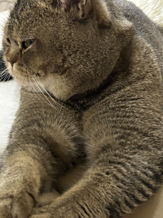 Шотландень Золота шиншилка