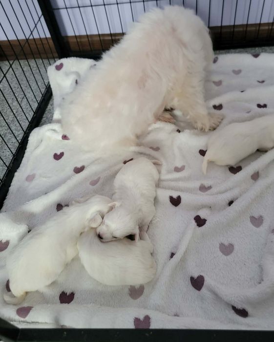 Maltańczyk biała kuleczka