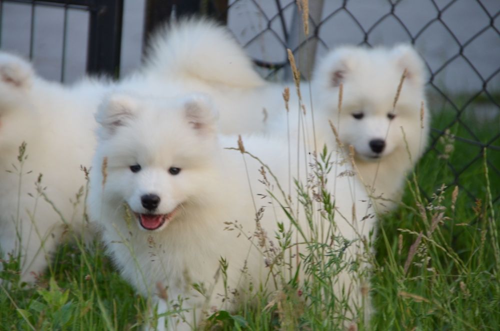 Samoyed suczka piesek