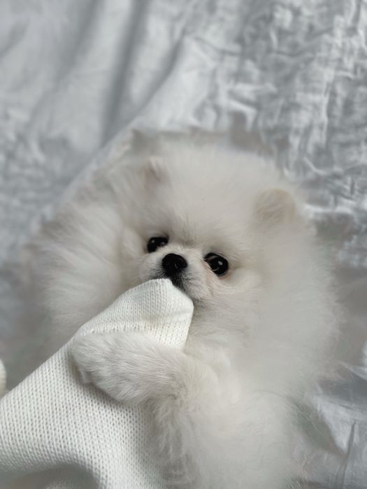 Вʼязка шпіц міні