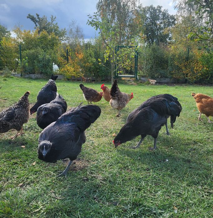 Koguty - Australorp, Wyandotte złotołuskowany, Marans