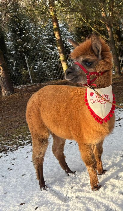 Alpaka Alpaca Huacaya samica