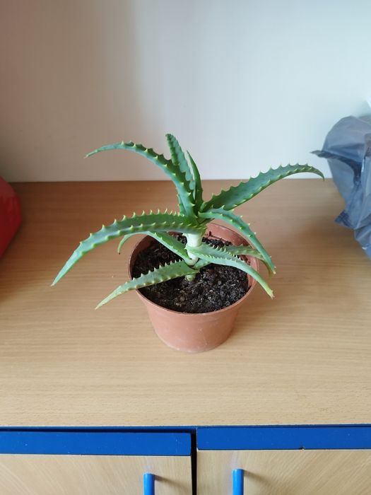 Aloes sadzonka kwiat leczniczy