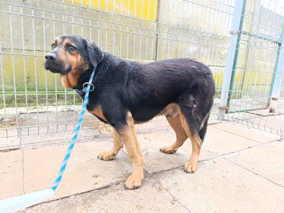 049394 Ballu do adopcji