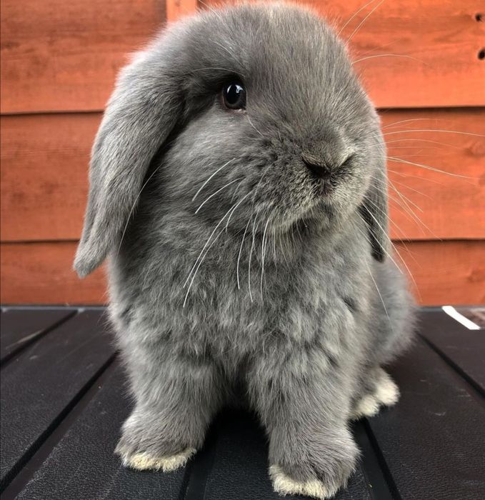 KIT Coelhos anões orelhudos, mini lop super inteligentes e dóceis