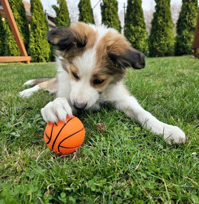 Border Collie,suczka - Zara!!