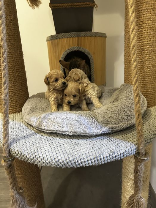 Чарівні цуценята мальтіпу