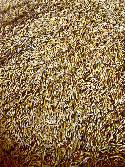 Sprzedam owies Bingo zbiór 2025