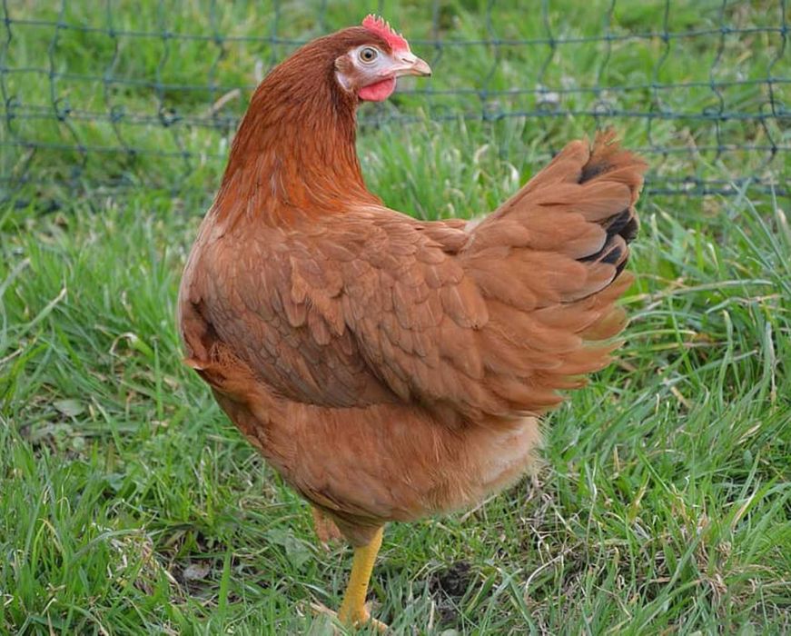 Kury Nioski Dowóz Gratis Detal/Hurt