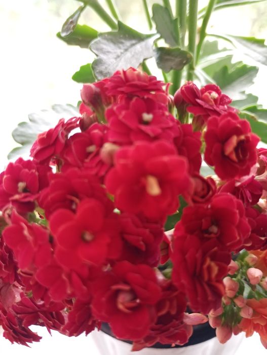 Каланхое різних кольорів пропоную