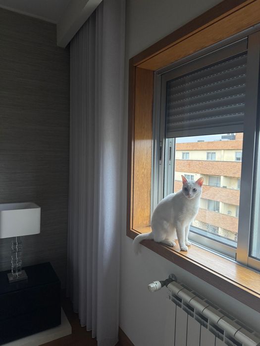Gato branco super meigo para adopção